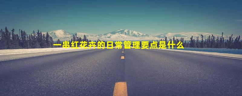 一串红花卉的日常管理要点是什么？